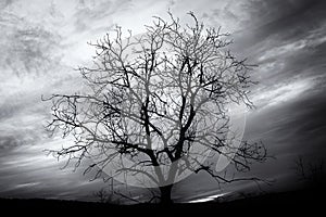 Tinted black and white image of bare tree