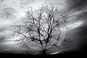 Tinted black and white image of bare tree photo