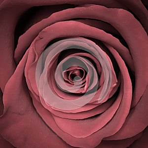 Tinted single red rose close-up. Vintage style image, sutable for cards