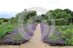 Tintinhull Garden - catmint