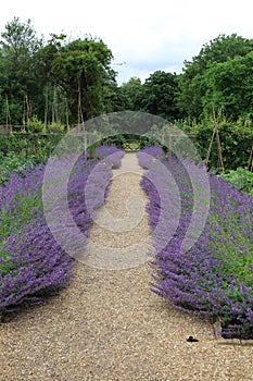 Tintinhull Garden - catmint