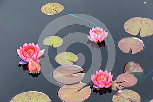 Tintinhull Garden - lily pond