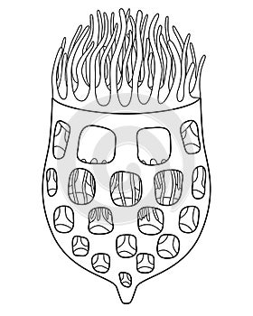 Tintinnid ciliates - vector linear illustration for coloring, Tintinnid - unicellular eukaryotic ciliates. Plankton under a micros