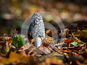 Tintling mushroom stands on a leaf-covered forest floor