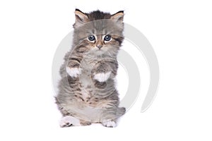 Tiny 4 Week Old Kitten on White Background