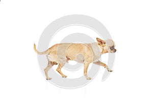 Tiny, adorable Chihuahua with beige fur walking against white studio background. Dogg looks healthy and ell-groomed.