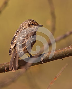 The tiny African Dusky Flycatcher