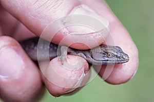 Tiny alligator lizard being held in hand