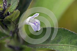 Tiny and amazing flower recorded in remaining of rainforest