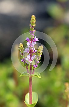 Tiny and amazing flower recorded in remaining of rainforest