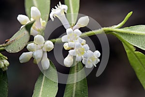 Tiny and amazing flower recorded in remaining of rainforest