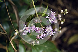 Tiny and amazing flower recorded in remaining of rainforest