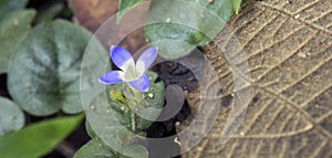 Tiny and amazing flower recorded in remaining of rainforest