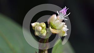 Tiny and amazing flower recorded in remaining of rainforest