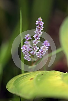 Tiny and amazing flower recorded in remaining of rainforest