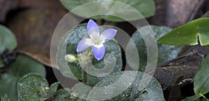 Tiny and amazing flower recorded in remaining of rainforest