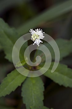 Tiny and amazing flower recorded in remaining of rainforest