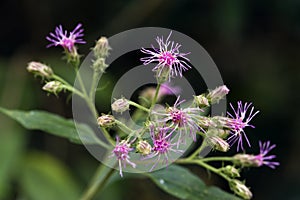 Tiny and amazing flower recorded in remaining of rainforest