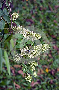 Tiny and amazing flower recorded in remaining of rainforest