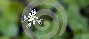 Tiny and amazing flower recorded in remaining of rainforest