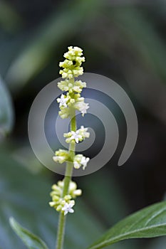 Tiny and amazing flower recorded in remaining of rainforest