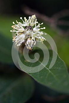 Tiny and amazing flower recorded in remaining of rainforest