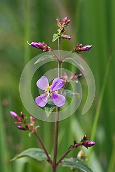 Tiny and amazing flower recorded in remaining of rainforest