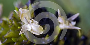 Tiny and amazing flower recorded in remaining of rainforest