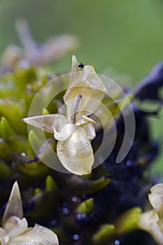 Tiny and amazing flower recorded in remaining of rainforest