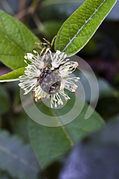 Tiny and amazing flower recorded in remaining of rainforest