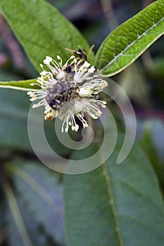 Tiny and amazing flower recorded in remaining of rainforest