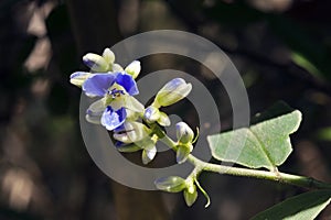 Tiny and amazing flower recorded in remaining of rainforest