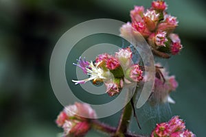 Tiny and amazing flower recorded in remaining of rainforest