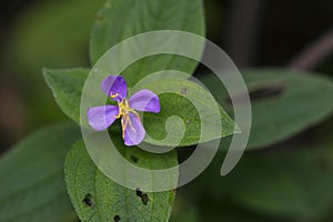 Tiny and amazing flower recorded in remaining of rainforest