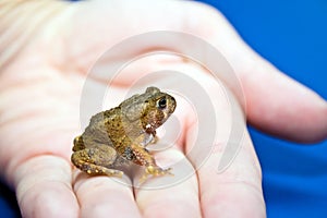 Tiny American Toad