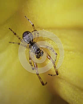 A tiny Anelosimus vittatus spider pictured up close