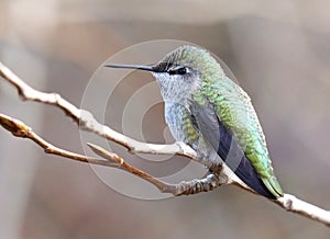 Tiny Anna`s Hummingbird Perched Alone on a Tree Branch