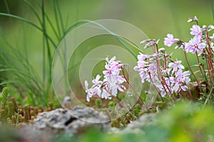 Tiny annual Phlox flowers