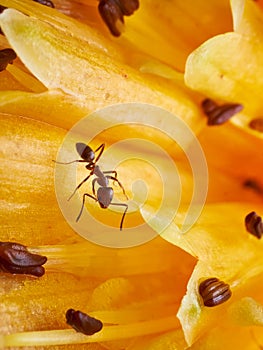 tiny ant on a yellow flower, close up look