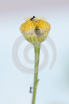 Tiny ants making a home inside a small flower