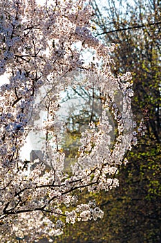 Tiny apple blossom. beautiful nature background in springtime