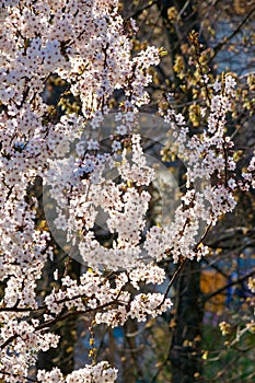 Tiny apple blossom. beautiful nature background in springtime. sunny weather