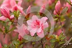 Tiny Azalea Blooms and Buds In Garden