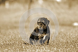 A tiny baby Airedale Terrier puppy dog in meadow s