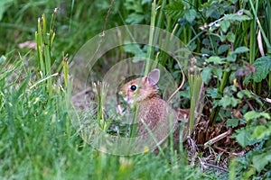 tiny baby bunny sitting on the edge of the lawn