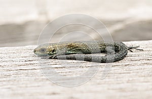 A tiny baby Common Lizard, Zootoca vivipara, warming up on a wooden boardwalk.