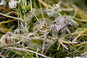 A tiny baby frog or froglet, Painted Frog, Discoglossus pictus, resting on small pieces of grass. photo
