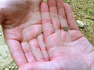 Tiny Baby Frog on Hands