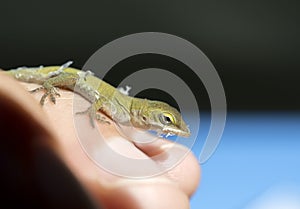 Tiny baby Green Anole Lizard, Georgia USA