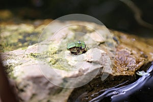 Tiny Baby Grey Tree Frog Froglet Resting on Rock in Pond